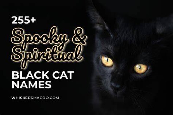 255+ Spooky & Spiritual Black Cat Names Whiskers Magoo Cat names