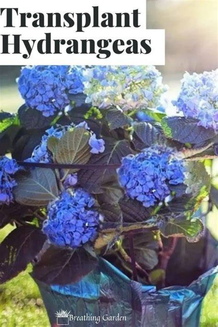 5 Steps For Transplanting Hydrangeas Successfully Breathing Garden