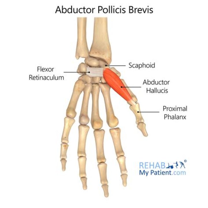 Abductor pollicis brevis muscle Wikiwand