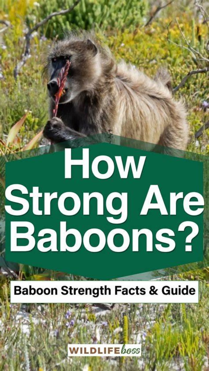 Are baboons stronger than humans?