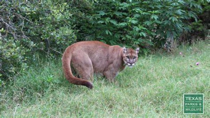 Are mountain lions in Texas?