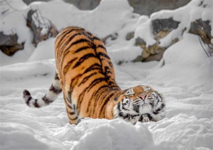 Are snow tigers rare?