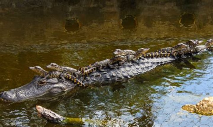 Are there alligators in Epcot?