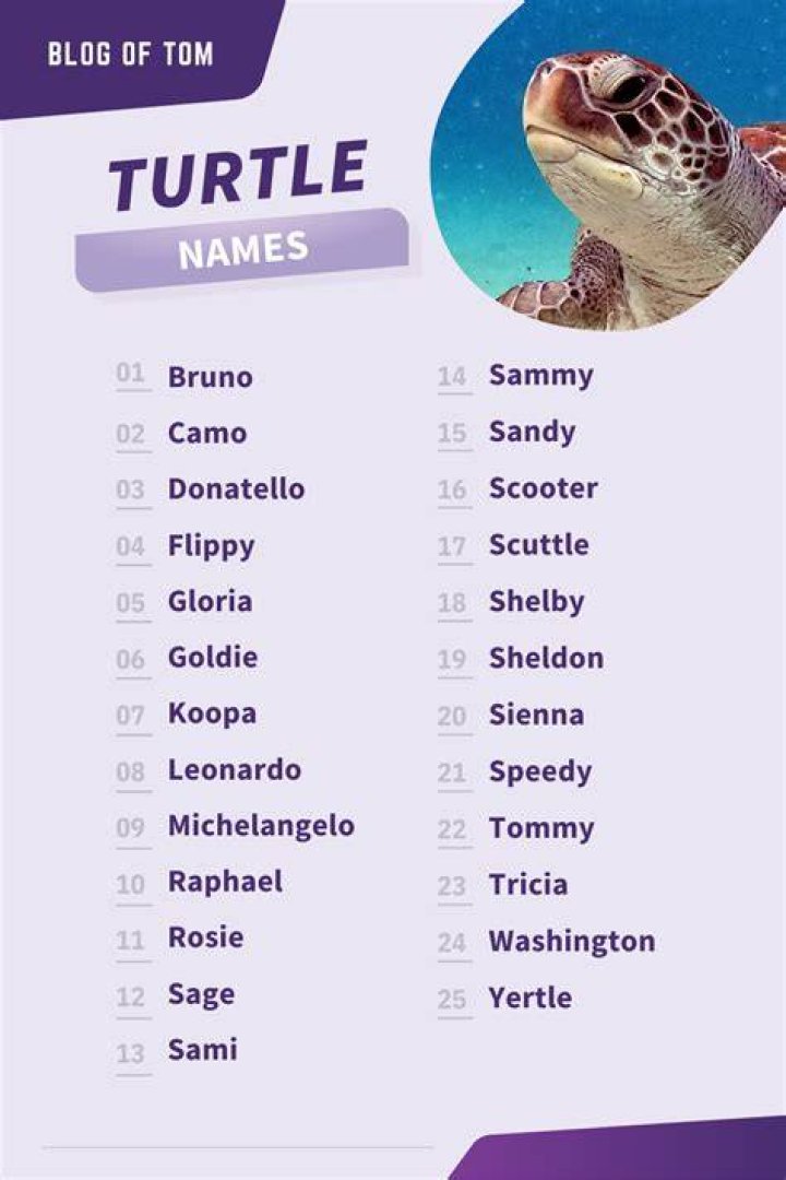 Best Turtle Names Turtle names, Pet turtle, Cute pet names