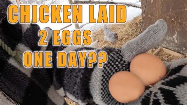 Can one chicken lay 2 eggs a day?