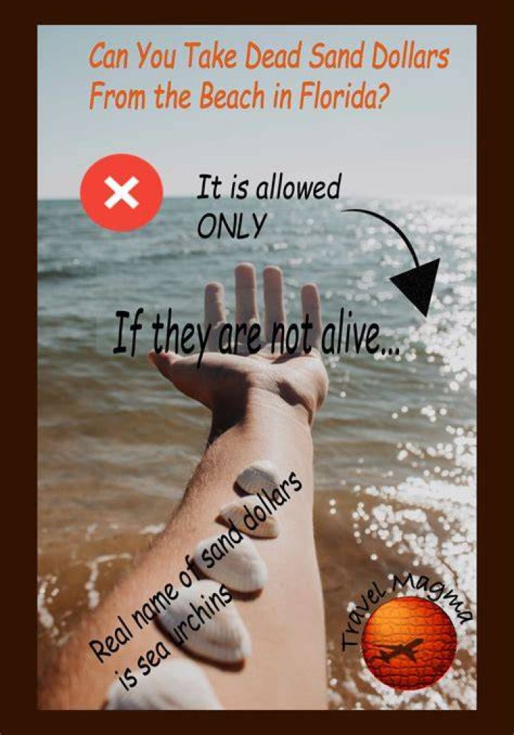 Can you take dead sand dollars from the beach in Florida?
