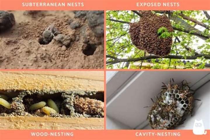 Do bees nest in chimneys?