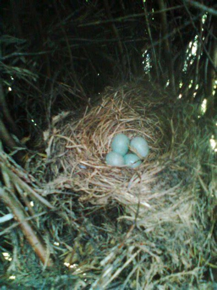 Do birds nest in Leylandii?