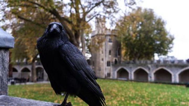 Do crows recognize cars?