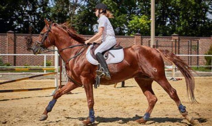 Do horses like being ridden by humans?