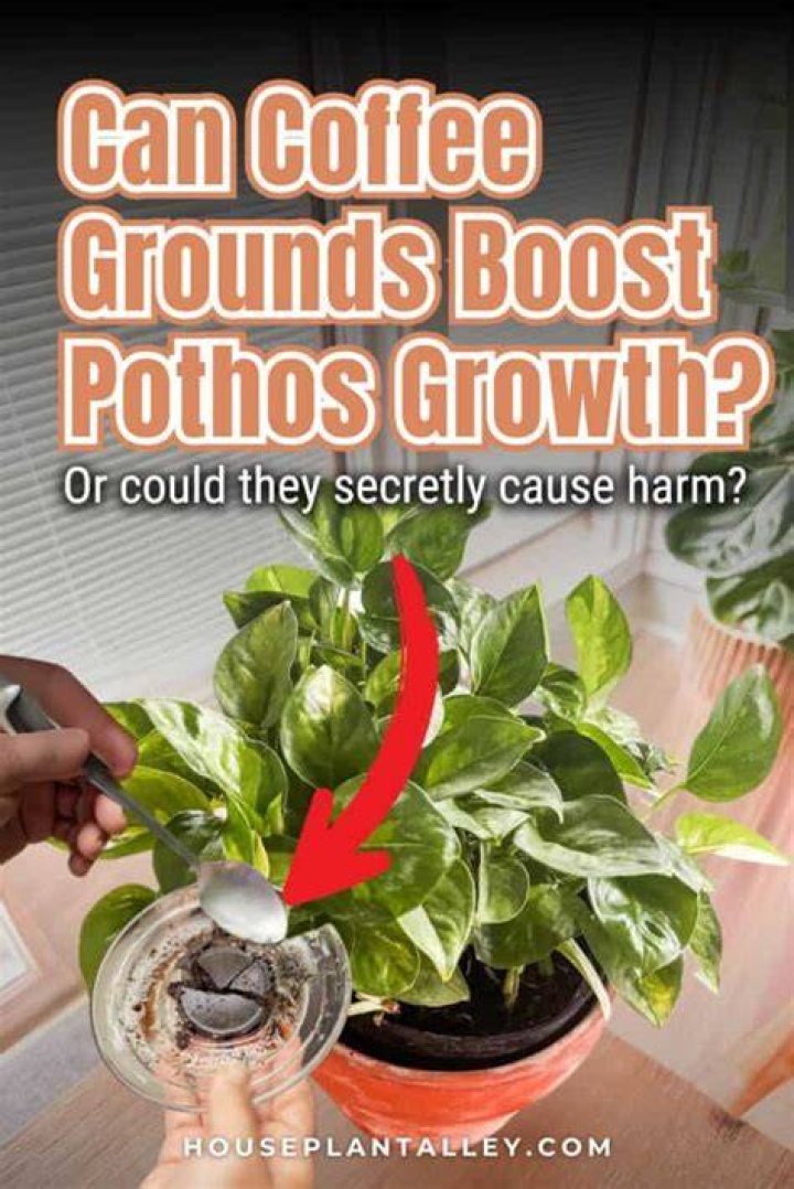 Do pothos like coffee grounds?