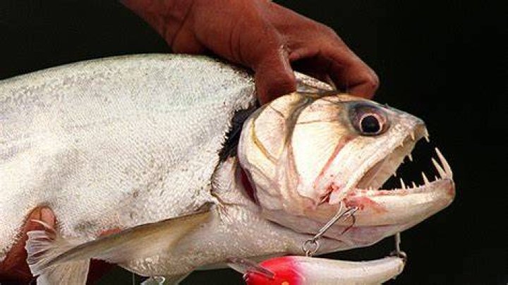 How big do Vampirefish get?