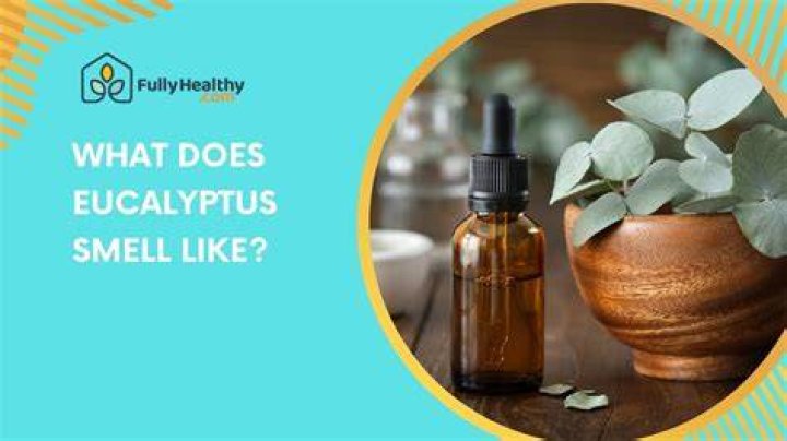 How can I make my shower smell like eucalyptus?