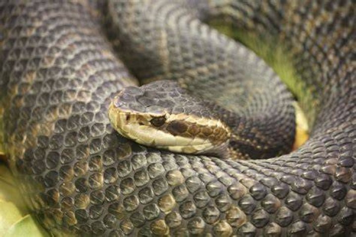 How can you tell a water moccasin from a water snake?