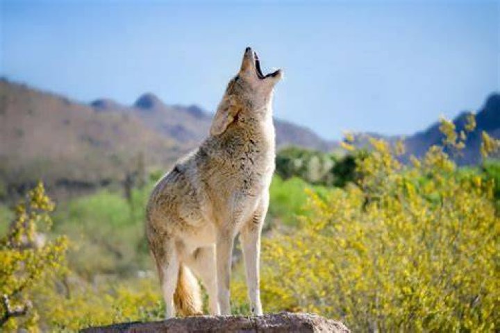 How close are coyotes when they howl?