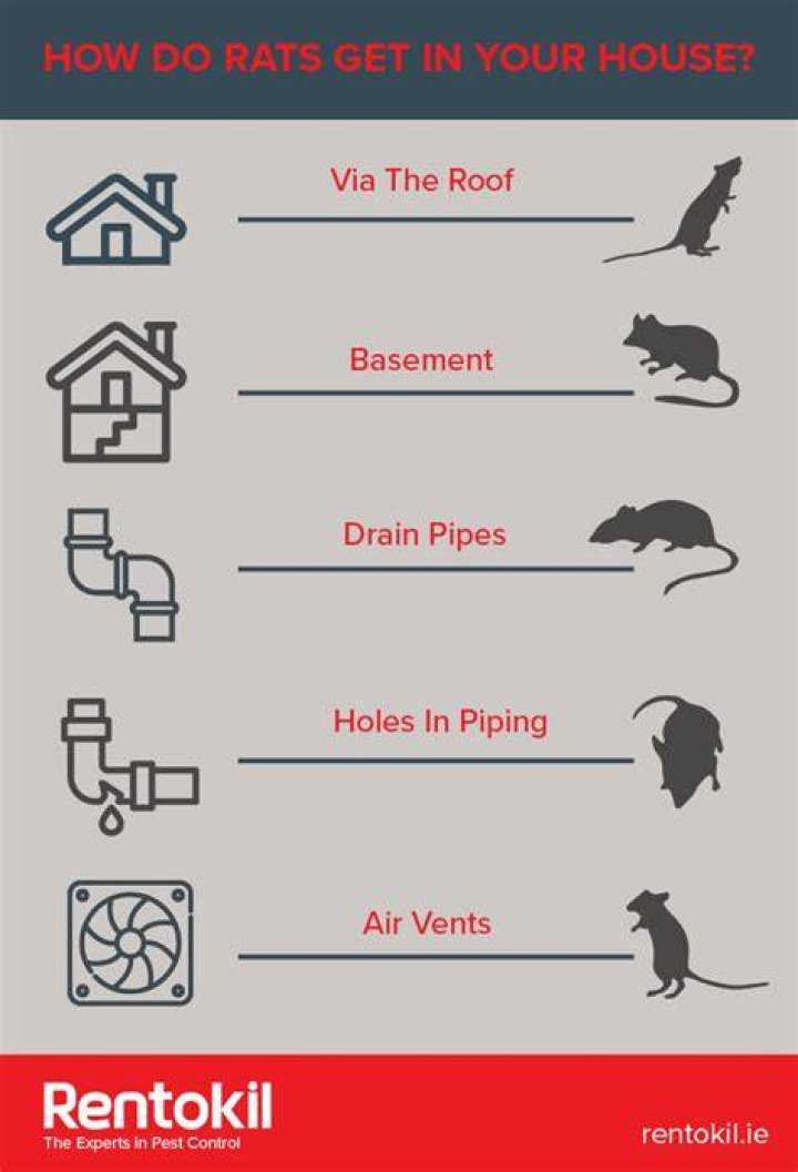 How do rats get in your house?