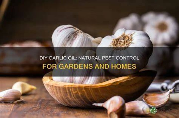 How do you make garlic oil for pest control?