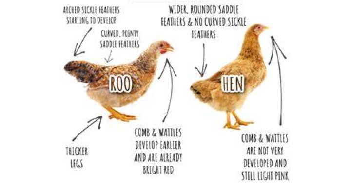 How do you tell if your chicken likes you?