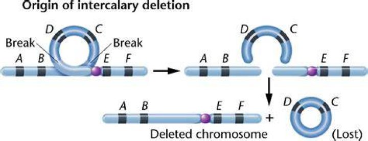How does intercalary deletion occur?