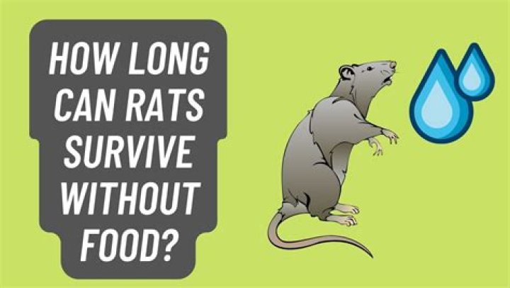 How long can rats go without food?