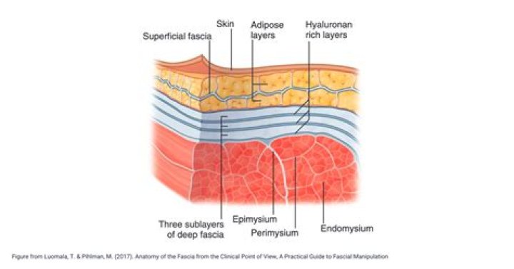 How many layers of fascia are there?