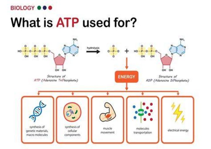 How The Body Produces Essential Cellular Fuel (ATP)