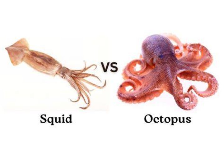Is calamari squid or octopus?
