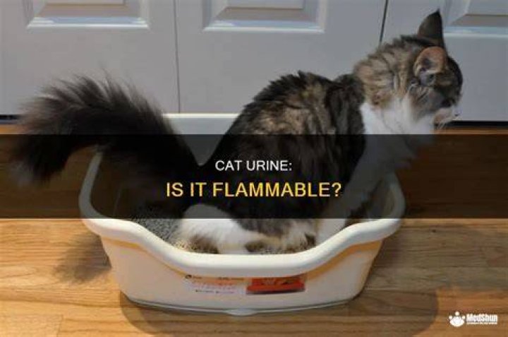 Is Cat flammable?