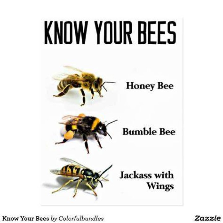 Know Your Bees Postcard Zazzle Funny spongebob memes, Funny animal