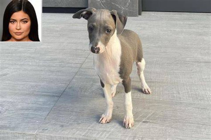 Kylie Jenner Introduces New Puppy Kevin on Instagram