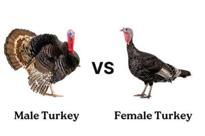 Male VS Female Turkeys Spotting The Difference AZ Animals