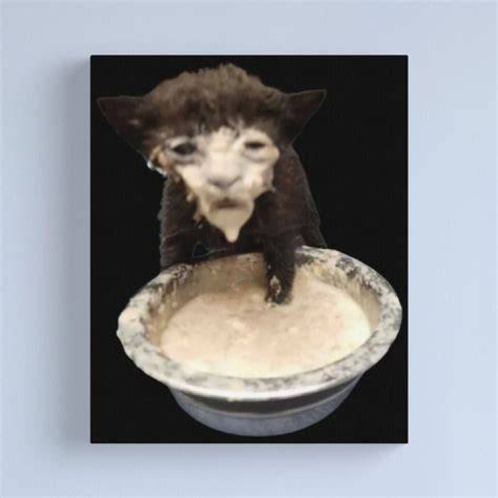 Milk cat meme expressing nostalgia