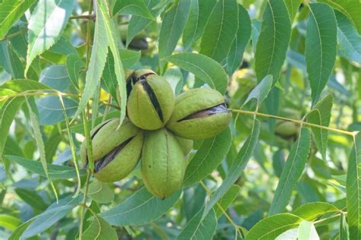 Pecan Tree Care and Growing Guide