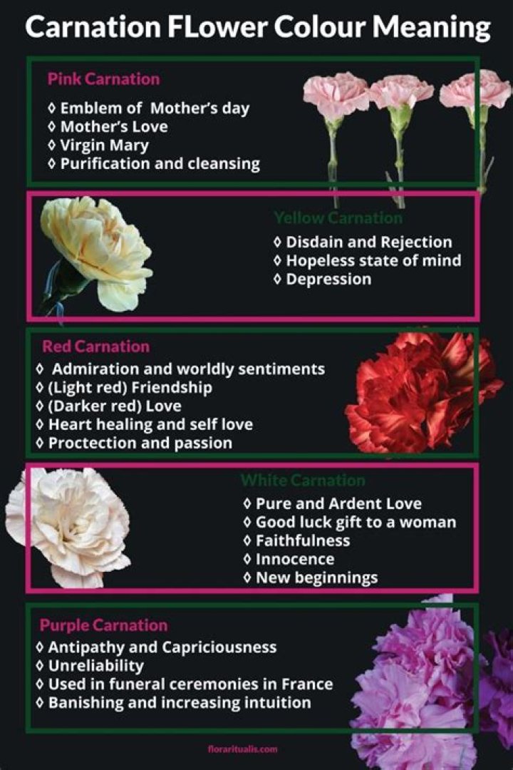 Pink Carnation Meaning, History, and Symbolism Flower Delivery