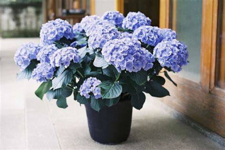 Potted Hydrangea plant in Coos Bay, OR Checkerberry's Flowers & Gifts