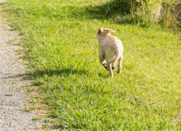 Should you run away from a dog?