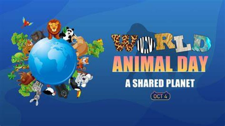 The Animal World The Animal Kingdom DK Find Out