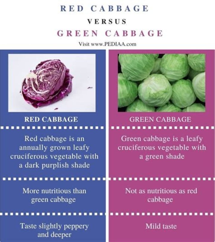Top 10 Purple Cabbage Vs Green Cabbage