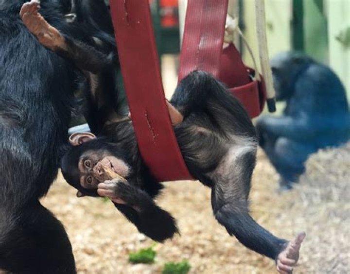 Two New Chimpanzees at the Zoo — City of Albuquerque