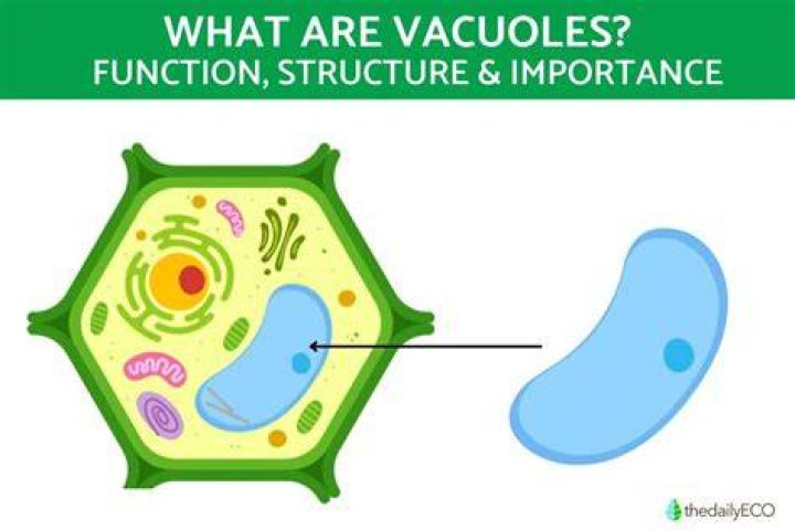 Vacuoles &mdash; Structure & Function Expii