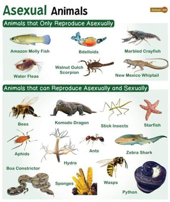 What animal is asexual?
