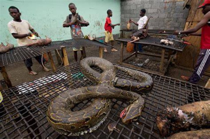 What animal is bush meat?