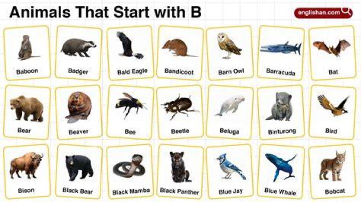 What animals start with letter B?