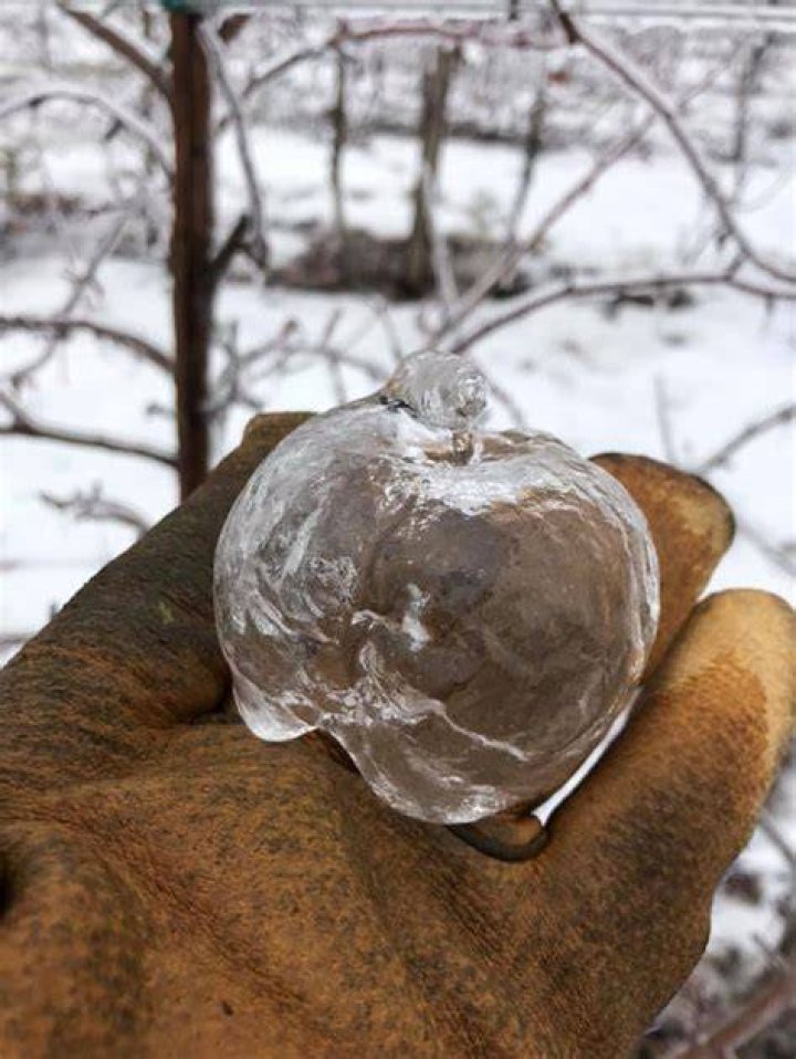 What are ghost apples?