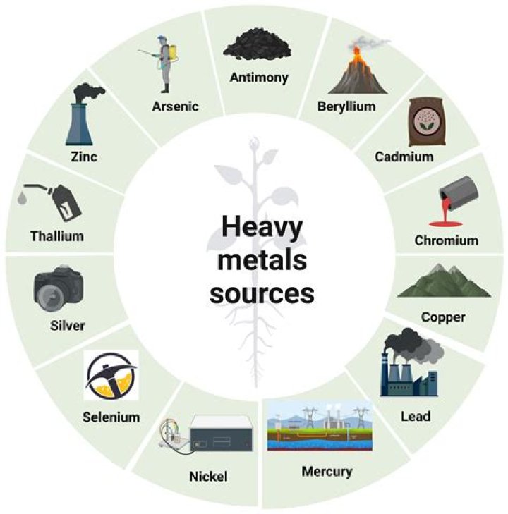 What Are The Heavy Metals On Periodic Table Elcho Table
