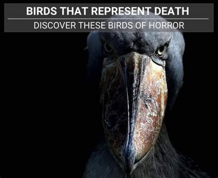 What Bird Symbolizes the Death of a Loved one? 8 Birds