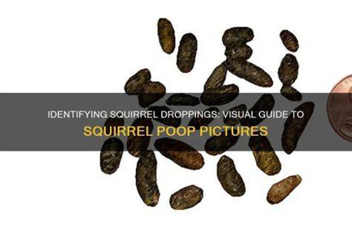 What does ground squirrel poop look like?