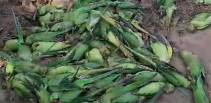 What food kills parrots?