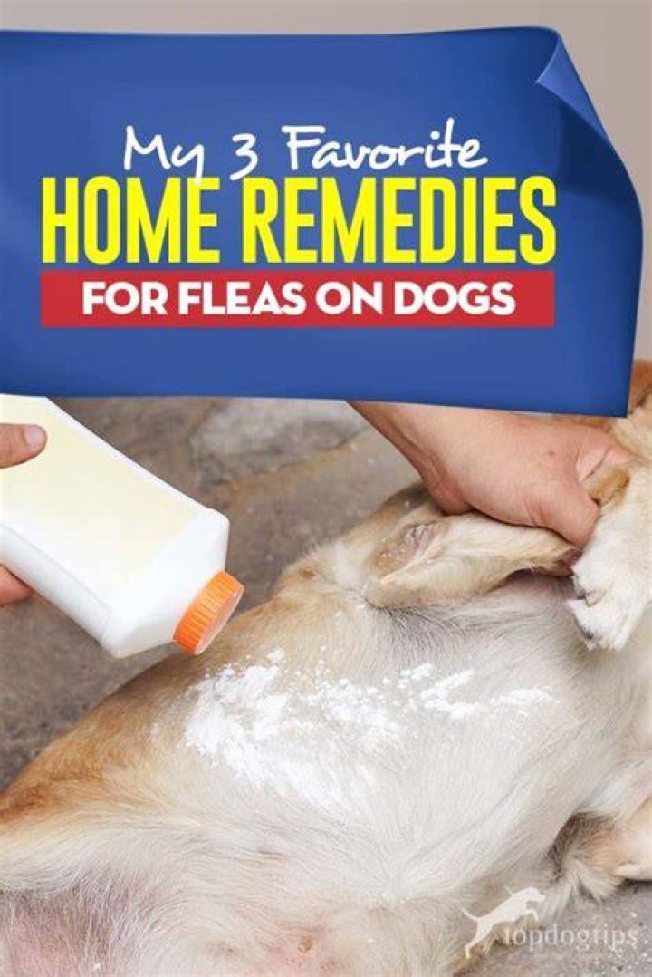What home remedy kills fleas on puppies?