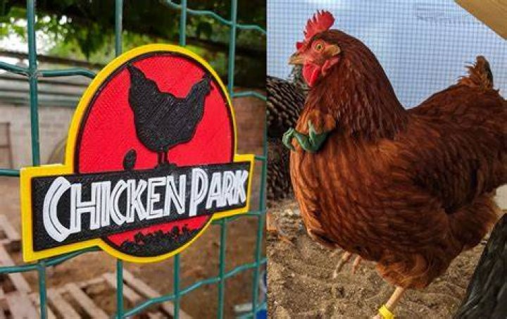 What is printed chicken?